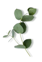 Větvička eukalyptu (Eucalyptus globulus), zdroj eukalyptového oleje s 1,8-cineolem v Orosteel Freeze Balm