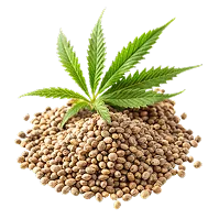 Konopná semínka a list konopí, konopný olej ze semen bez CBD a THC v Orosteel Freeze Balm