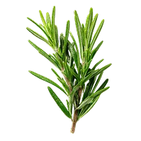Snítka rozmarýnu (Rosmarinus officinalis), zdroj rozmarýnového oleje v Orosteel Freeze Balm
