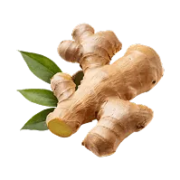 Kořen zázvoru (Zingiber officinale), zdroj zázvorového oleje s gingeroly pro jemné teplo Orosteel Freeze Balm